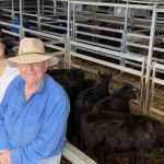 Competition for backgrounder steers at Toogoolawah