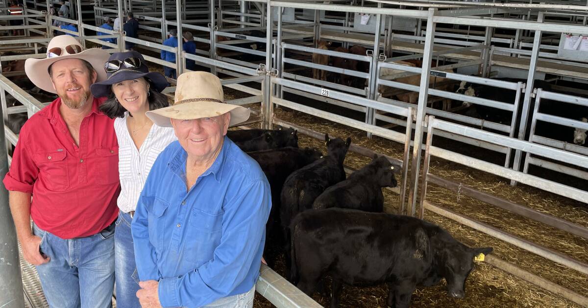 Quality yearling steers sell to $1550 at Carcoar