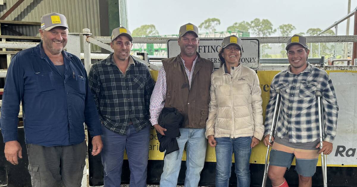 Angus steers top Dorrigo Top of the Drop Weaner Sale