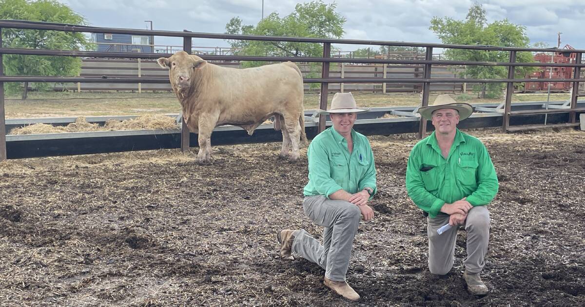 Glenlea and Hereward Beef launch inaugural Longreach bull sale | Queensland Country Life