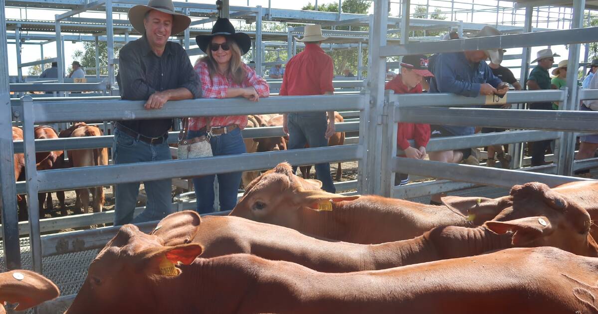 Charbray heifers hit $1520 at Beaudesert