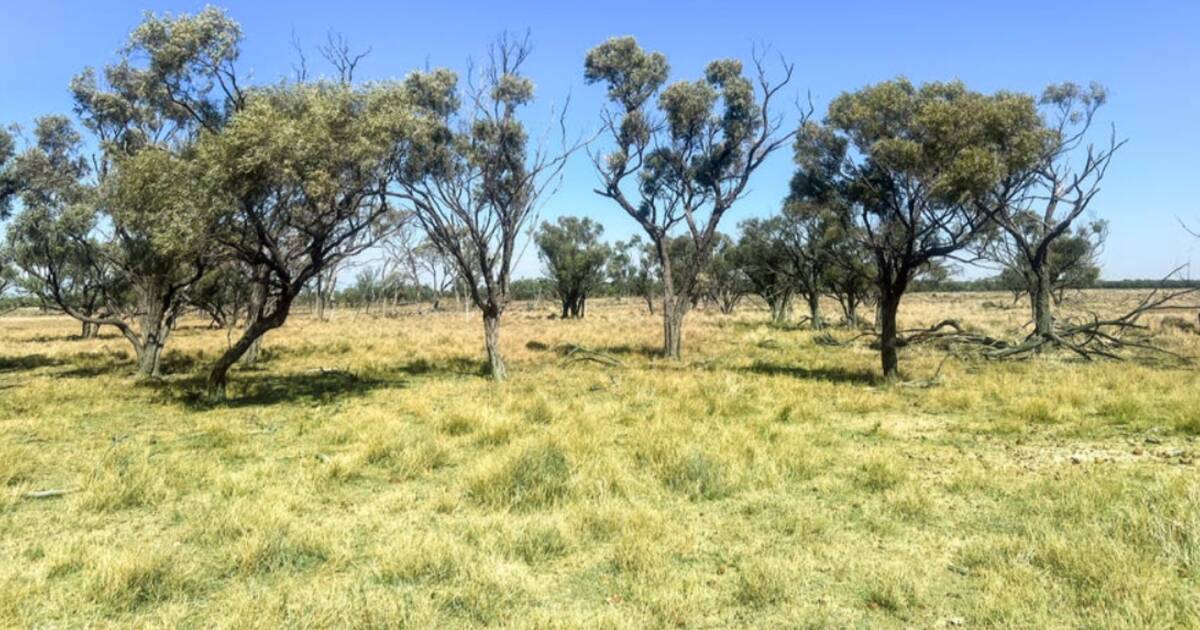 CPC increases capacity with sweet Barcoo River grazing country