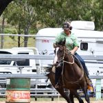 Waringle Droughtmaster Stud: 17-year-old cow still producing quality calves. | Queensland Country Life