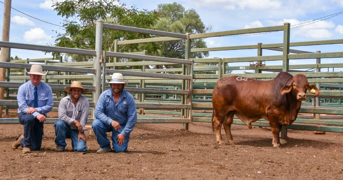 Rondel Droughtmaster bull tops 2024 Black Stump invitational sale | Queensland Country Life