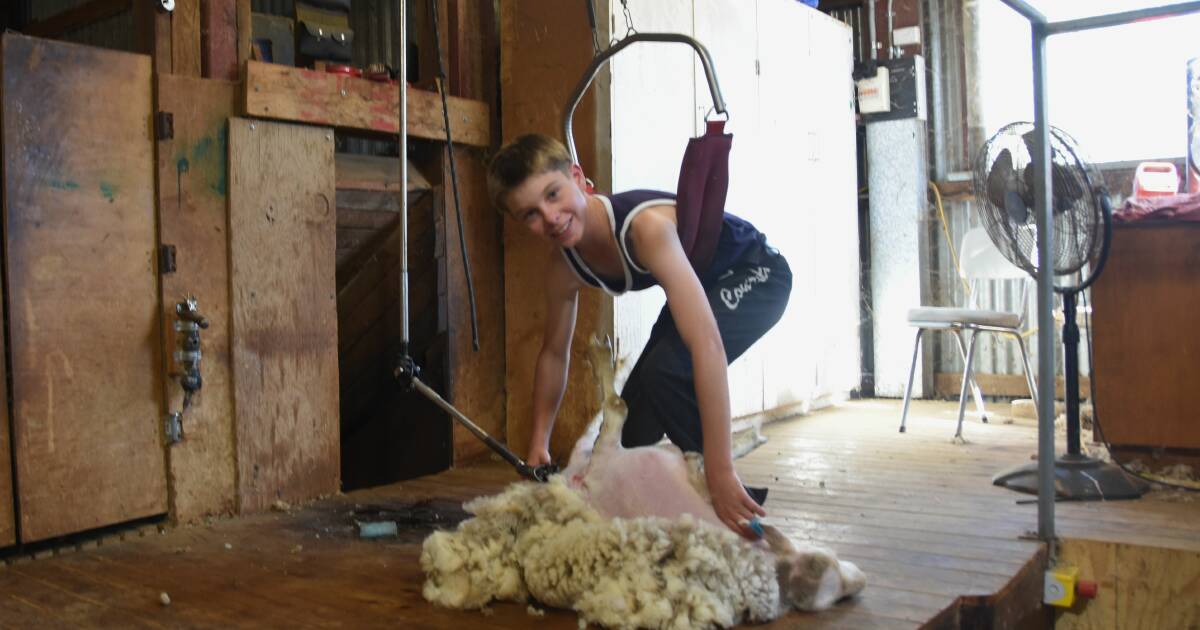 Culcairn young gun shearer tallies 130 sheep in a day