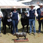 Yorklea stud dominates Brahman ring at Sydney Royal