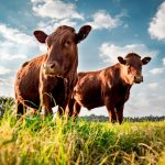 Cattle have taken over the streets of Eidsvold