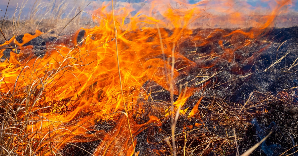 Emergency cattle nutrition strategies after a wildfire