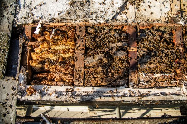 The house in Wales where there are so many bees honey comes out of the walls