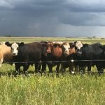 Producers on alert for emerging cattle disease in Missouri