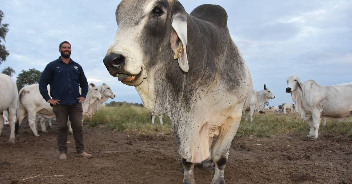 Brahman grazier turns eye towards stud world