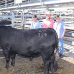 Wallangra Angus Bull Sale – Top Price $20,000 | Queensland Country Life