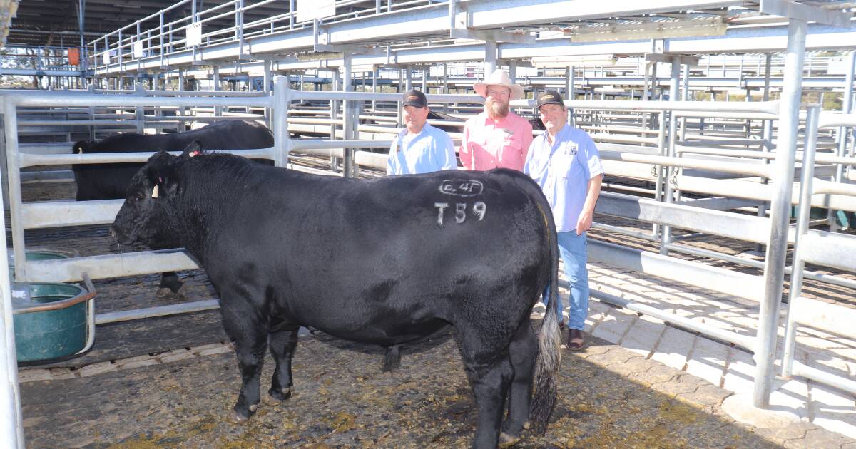 $7500 Ballawina Angus bull tops Mt Barker