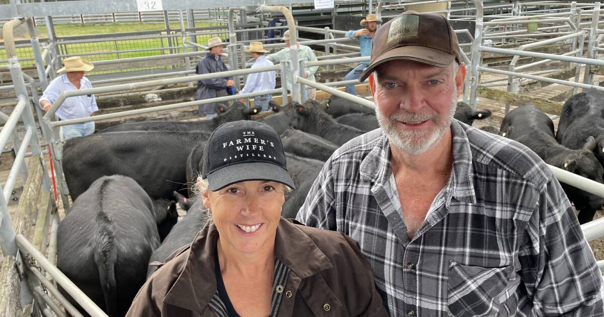 Maitland Angus autumn sale delivers best yarding despite a patchy season