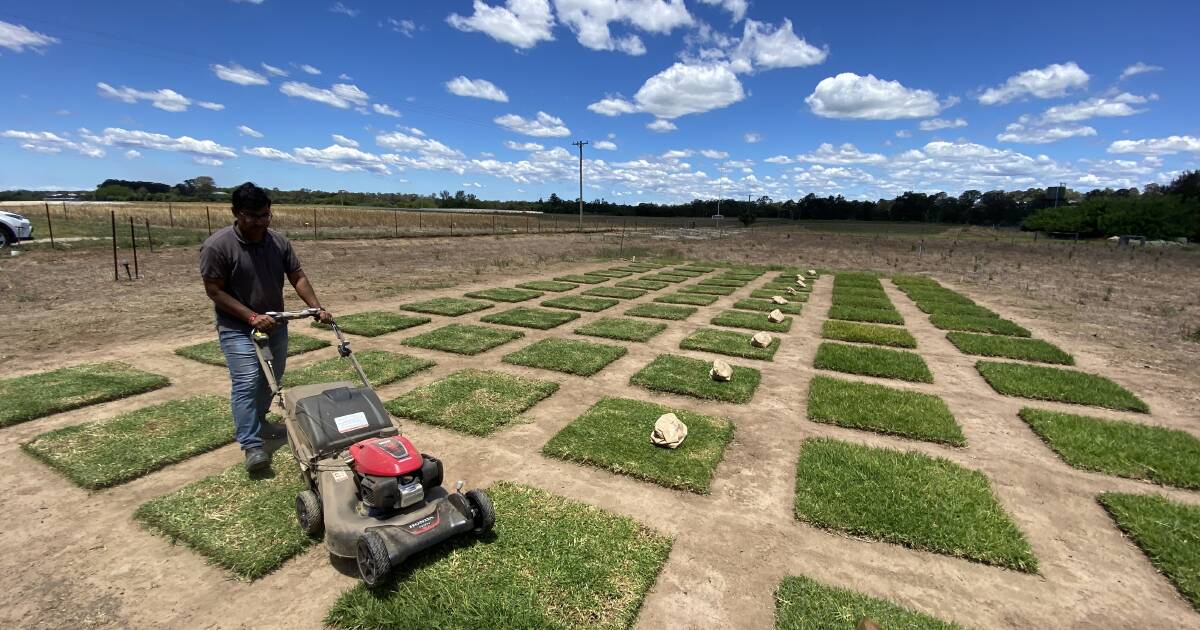 New disease-resistant Kikuyu lines set become available | The Land