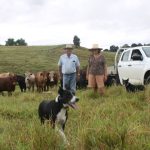 NSW Govt inquiry scrutinises virtual fencing, on animal welfare grounds