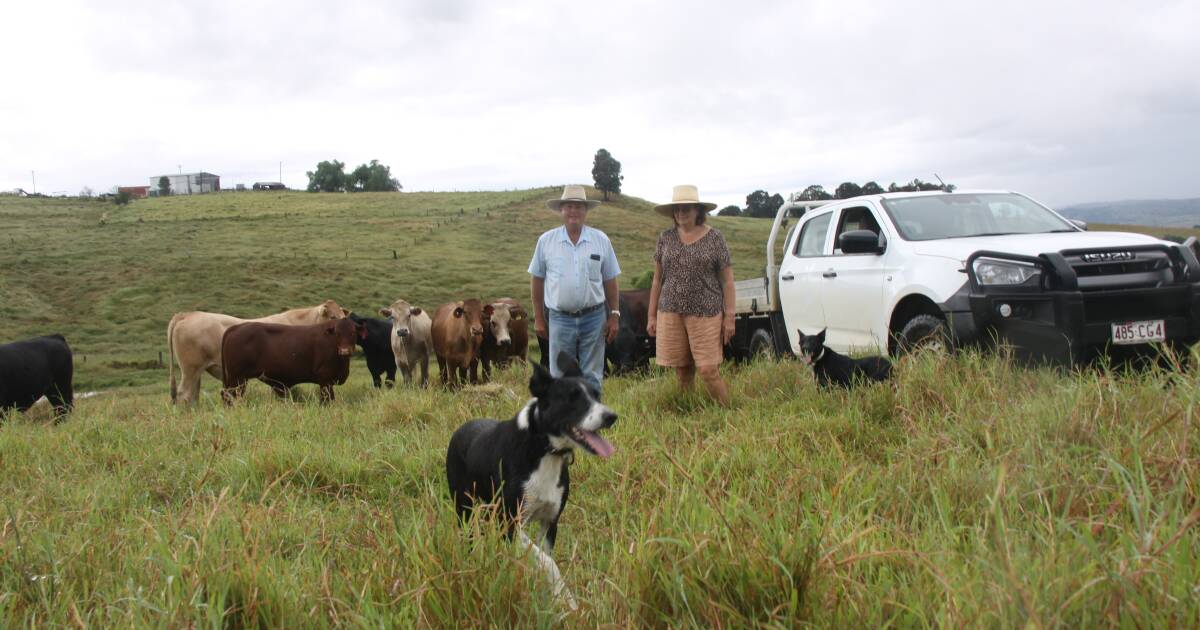 From cream to cattle the Boonah graziers who love raising feedlot steers