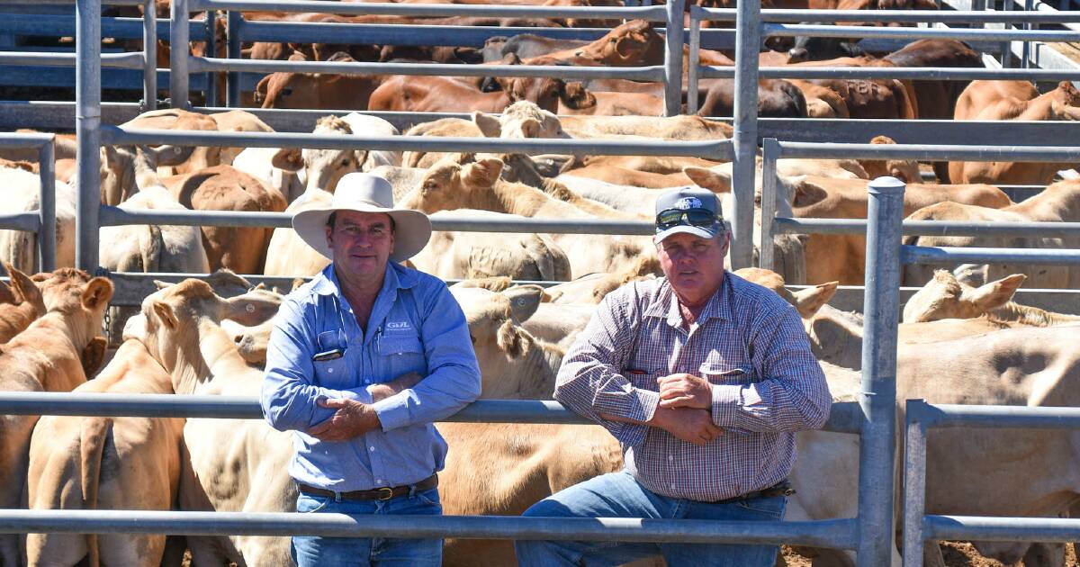 Charbray steers spark solid bidding at Emerald