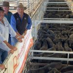 Study takes sky-high approach to animal welfare in WA