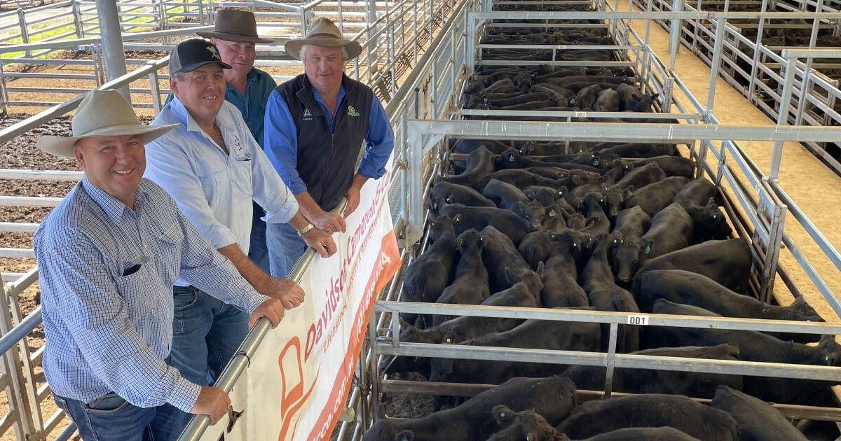 Steers and heifers averaged $1069 at annual Powerhouse sale | The Land