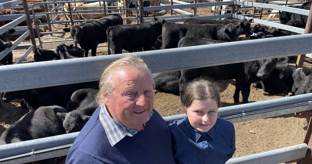 Tenterfield store cattle land a sober market