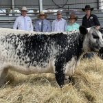 Future bright for Griffith saleyards as minister announces funding