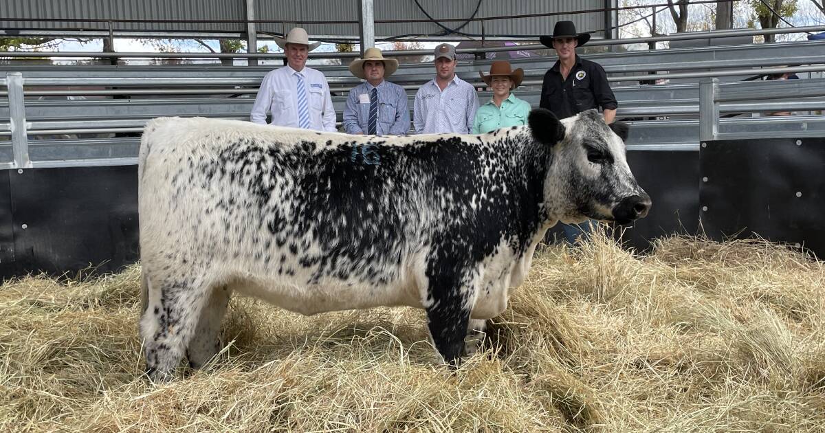 Top bid for Speckle Park heifer a win for Battalion and the breed | The Land