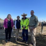 Bowen region hosts first cattle sale in 17 years