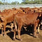 Rain, a retirement and cattle sales in this week's Getting the Upper Land