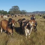 Pasture dieback expands across southern, western, and northern Queensland