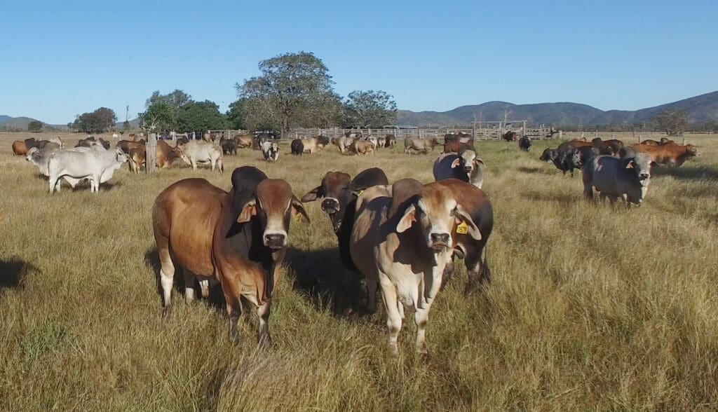 CBV Brahmans: Free seminar with some of best brains in the cattle business