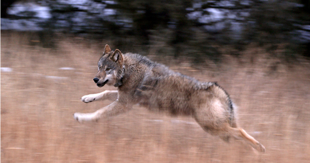 Colorado Parks and Wildlife confirms first wolf-livestock depredation