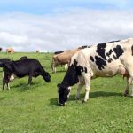 Steers top at 482c at Roma store sale