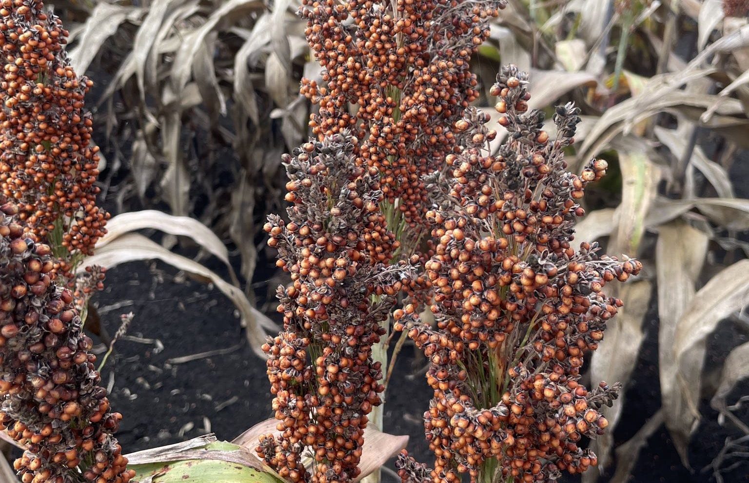 Rain devastates Downs sorghum in harvest window