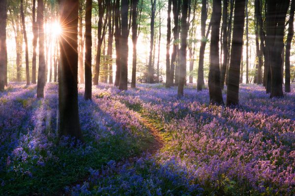 The woodpecker’s maracas and the duets of owls: Why Nature is the unbeatable soundtrack of Spring