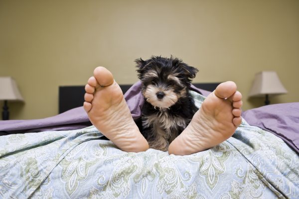 How to stop a puppy waking up at 5am, by award-winning dog trainer Ben Randall