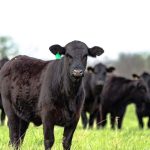 Ohio announces availability of $14m in meat processing funding