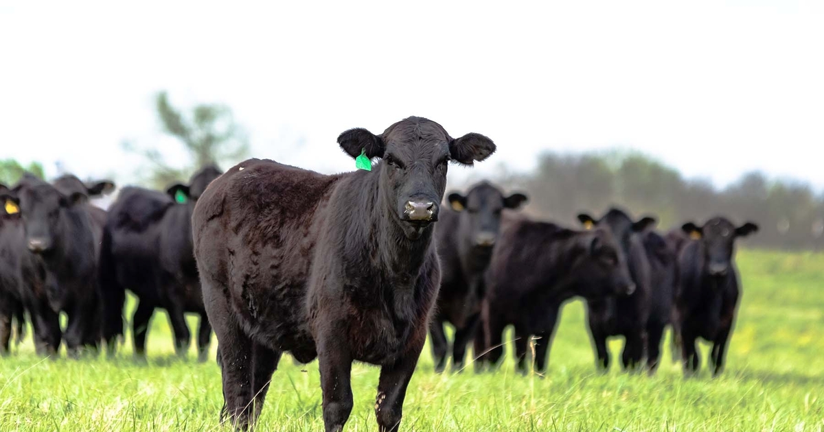 Guidance criteria released for grazing on public lands during FMD outbreak