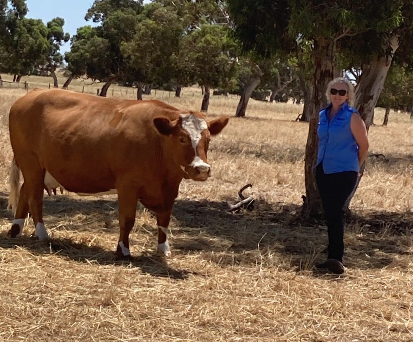 2600km trek to Beef 2024 for intrepid SA Simmental breeders