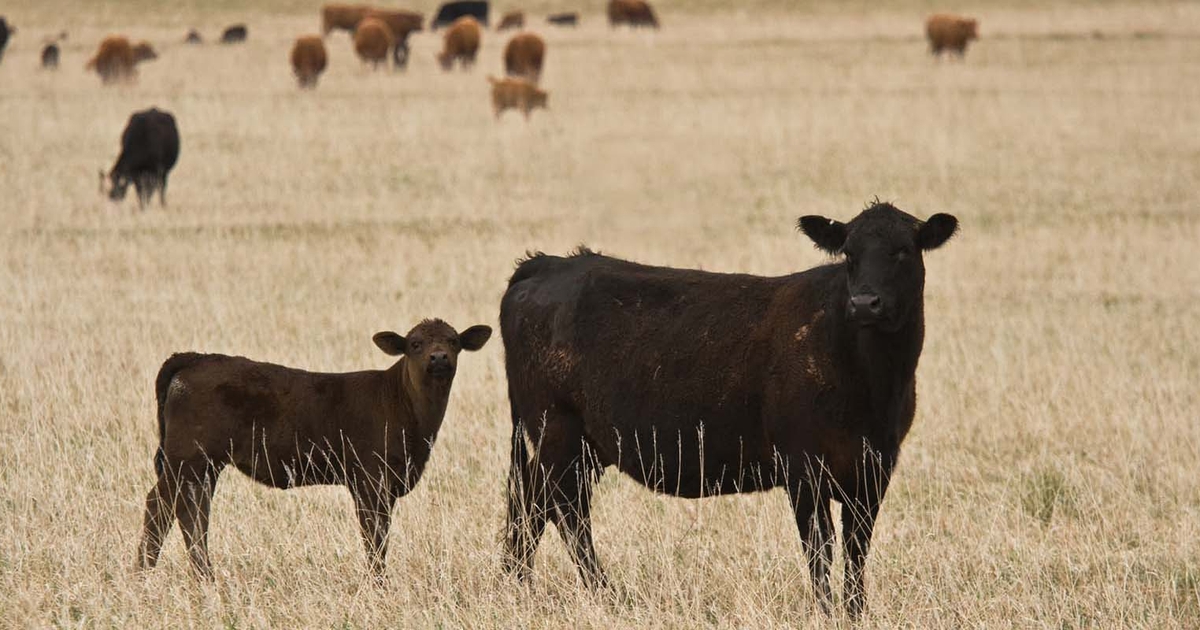 After drought, managing calf and cow health is critical