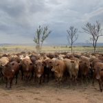 Dalby sale 3 Apr 2024: Market responds to rain