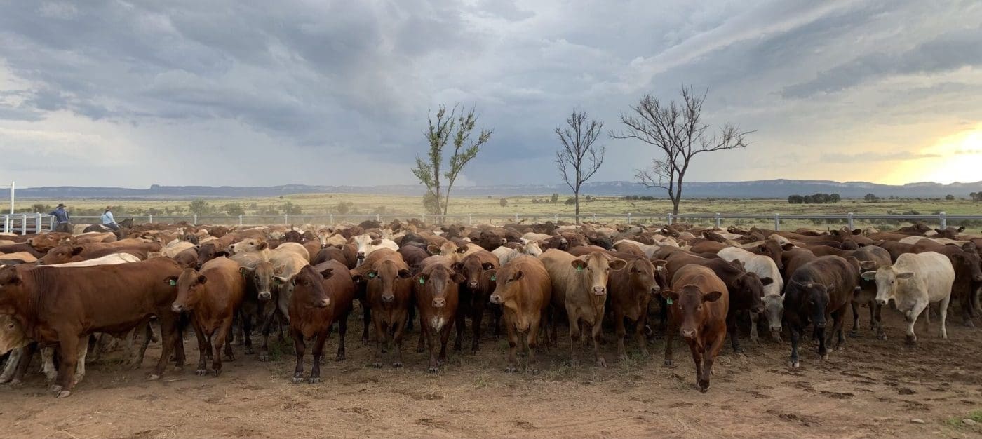 Carbon case: NAPCo shares learnings from five years of carbon neutral beef