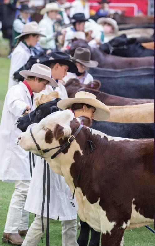 Weekly genetics review: Lifting lean meat yield – what can we learn from Sydney Show led steers