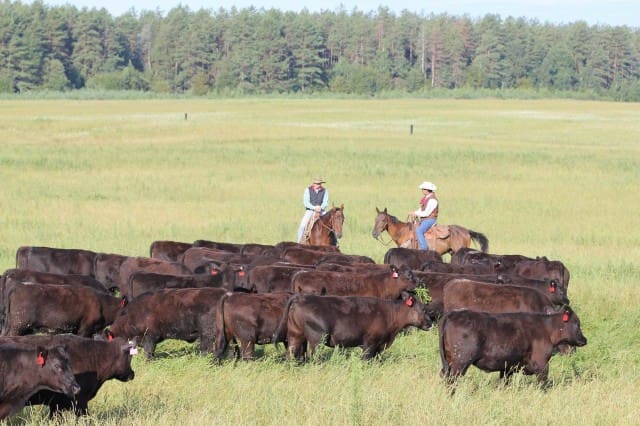 ICMJ hears how Russia rapidly developed a beef industry