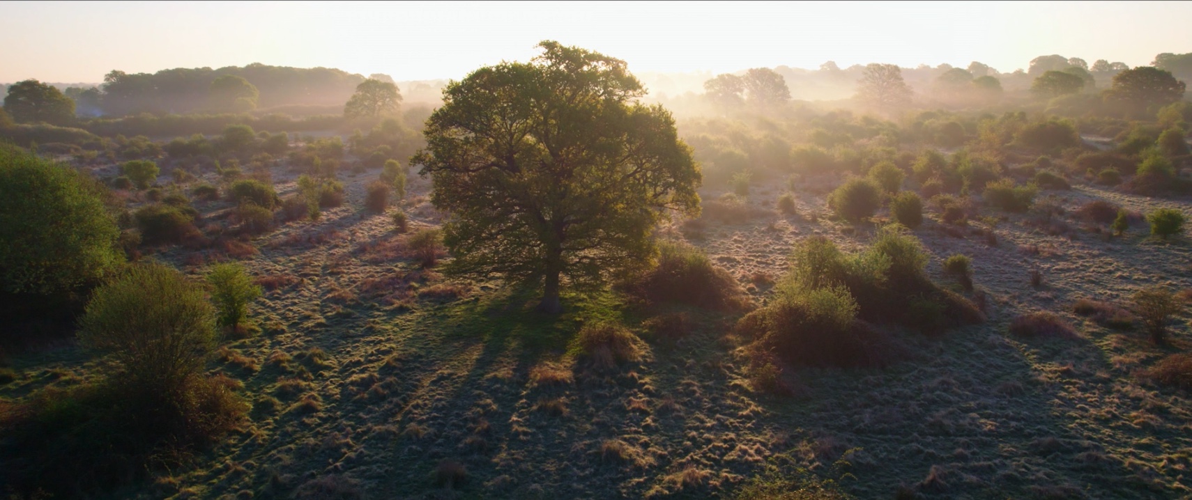 Exclusive: First look at trailer for ‘Wilding’, the documentary of the Knepp Estate