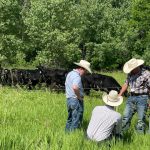 Running a race vs. cattle marketing