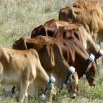 From cream to cattle the Boonah graziers who love raising feedlot steers