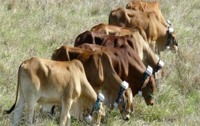 NSW Govt inquiry scrutinises virtual fencing, on animal welfare grounds