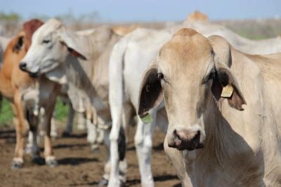 Indonesian cattle imports surge to near four-year high in March
