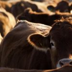 From cane to beef cattle for Kurrimine producer